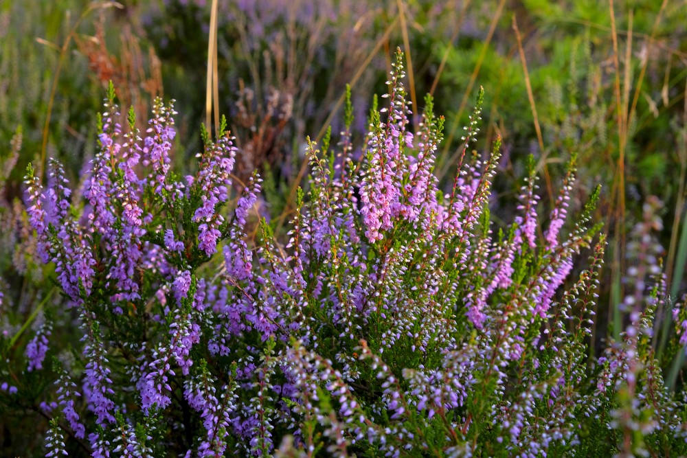 Flowering Heather