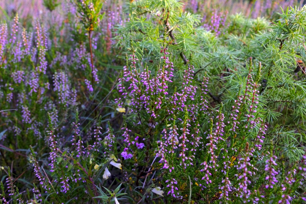 Heather (Calluna vulgaris)