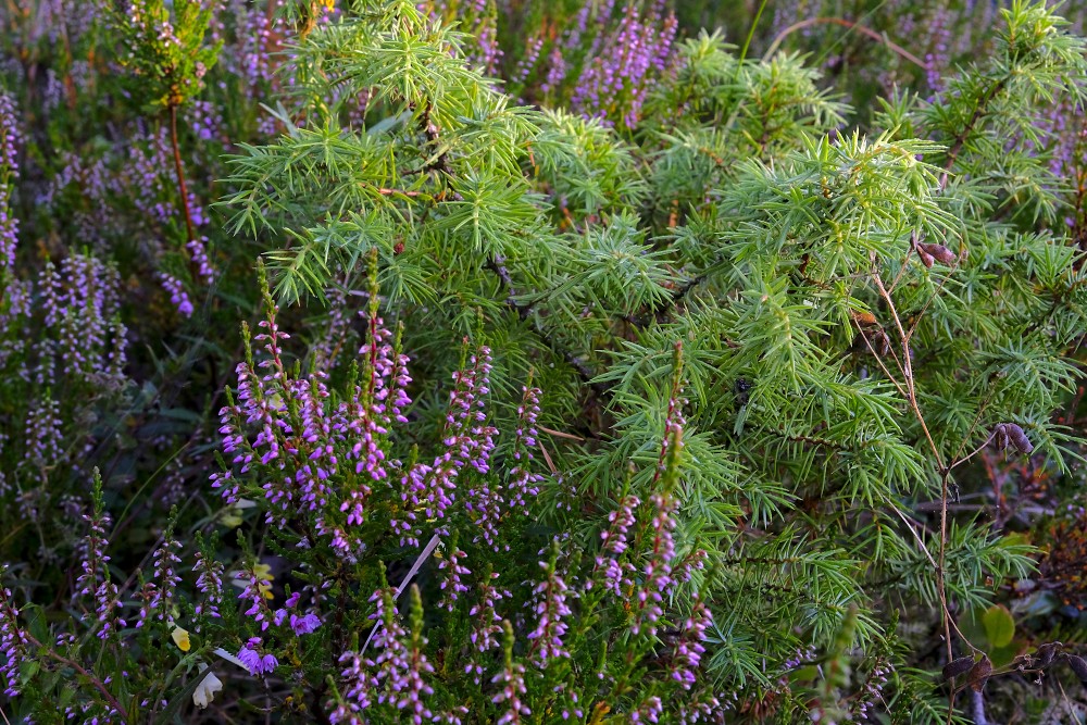 Heather and Juniper