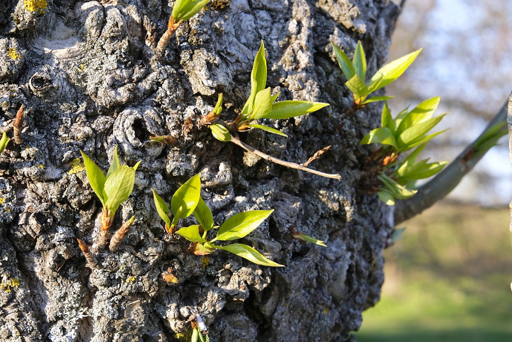 Young Shoots on Trunk of Balsam Poplar