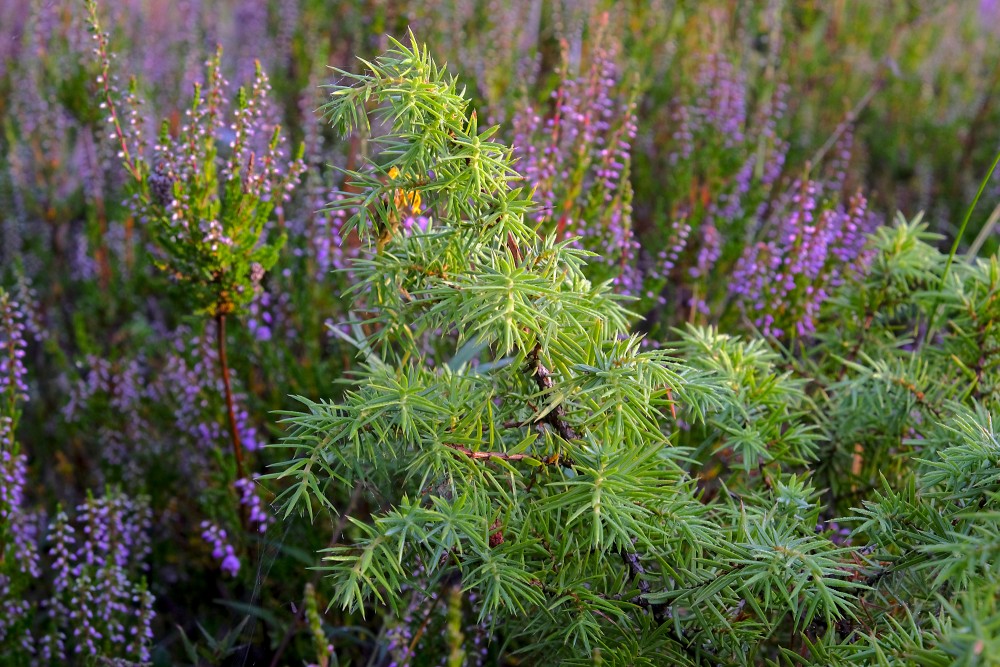 Juniper among the Heather