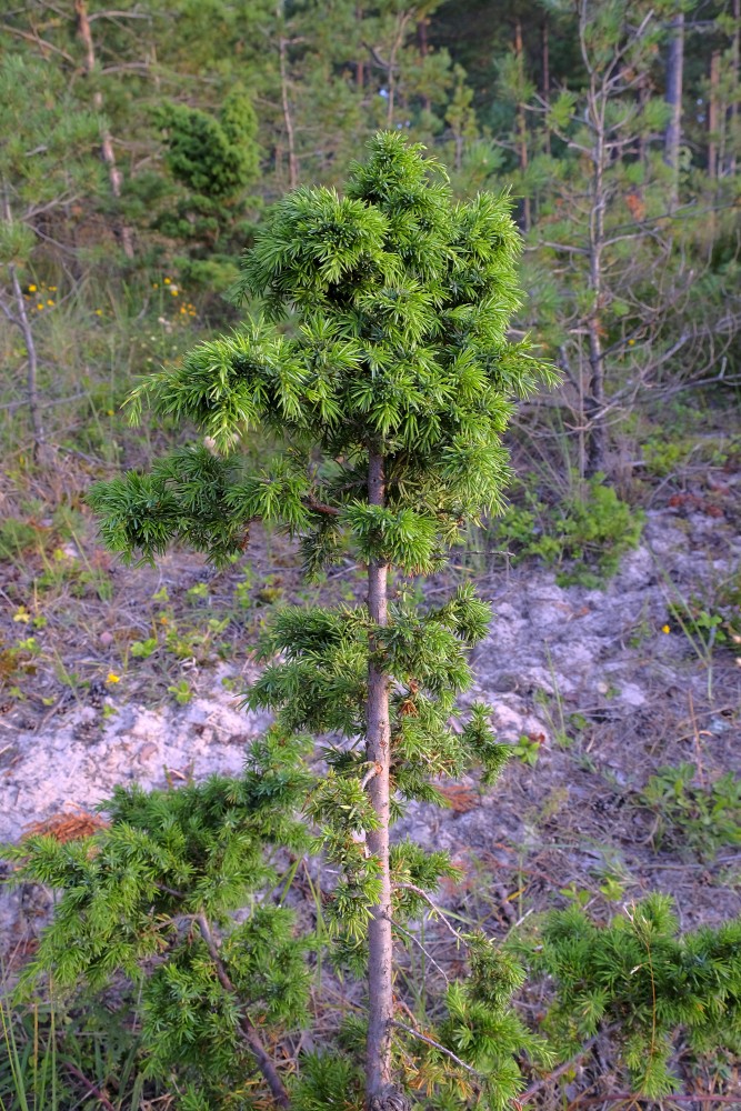 Juniperus communis (Common juniper)