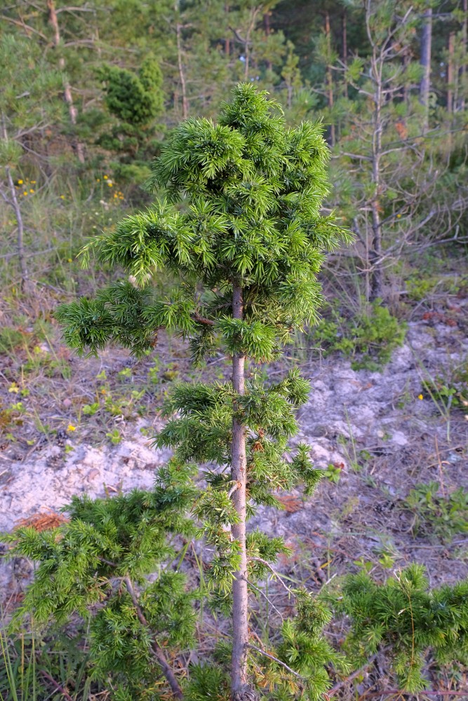 Parastais kadiķis (Juniperus communis)