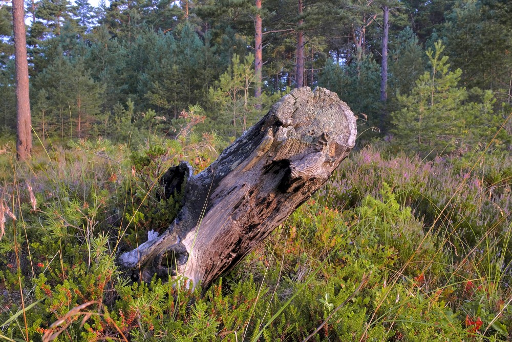 Sakaltis celms mežā