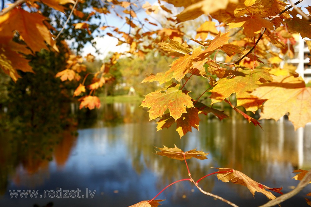 Kļavas lapas