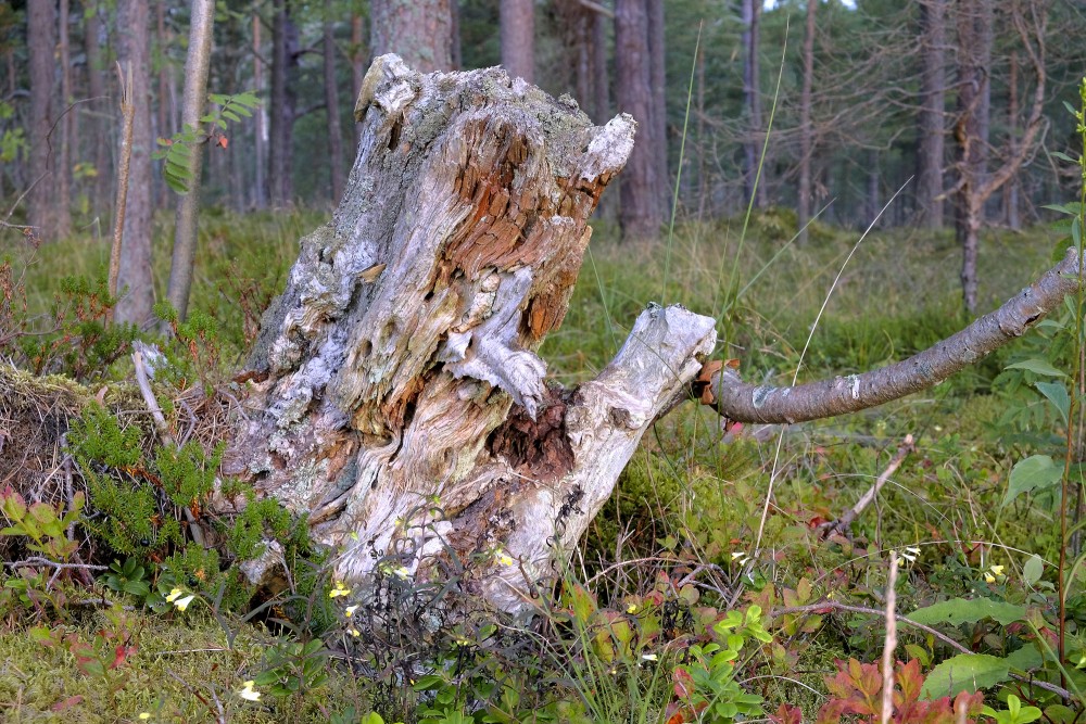 Rotten Tree Stump
