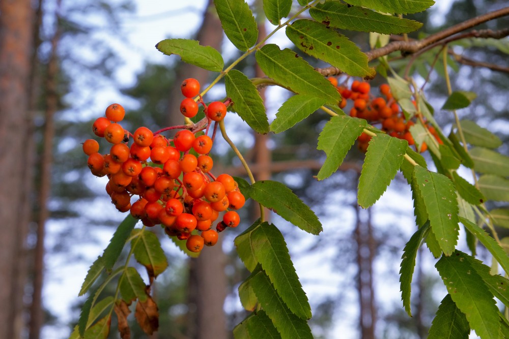 Rowan Berries