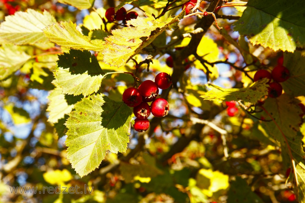 Vilkābele (Crataegus)