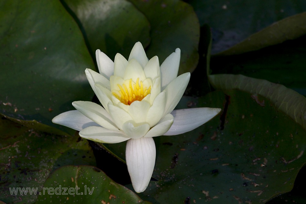 Water lily