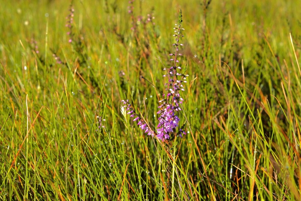 Flowering Heather in Bog