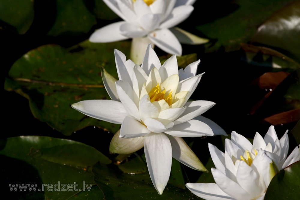 Water lily