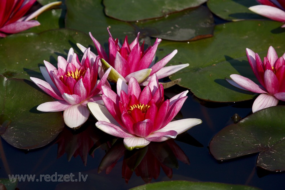 Water lily