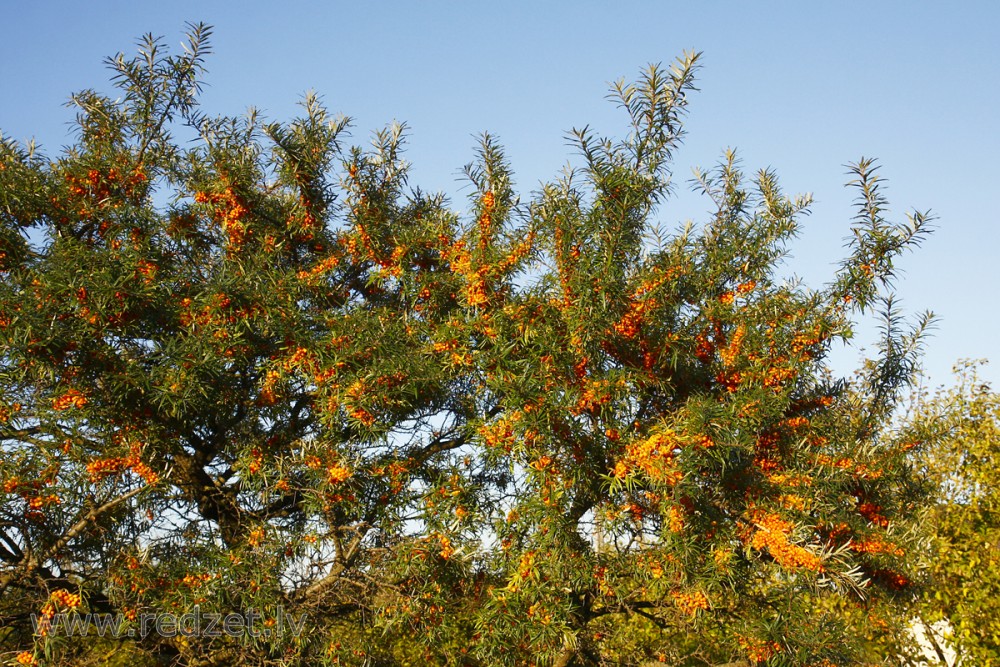 Smiltsērkšķis (Hippophae rhamnoides)