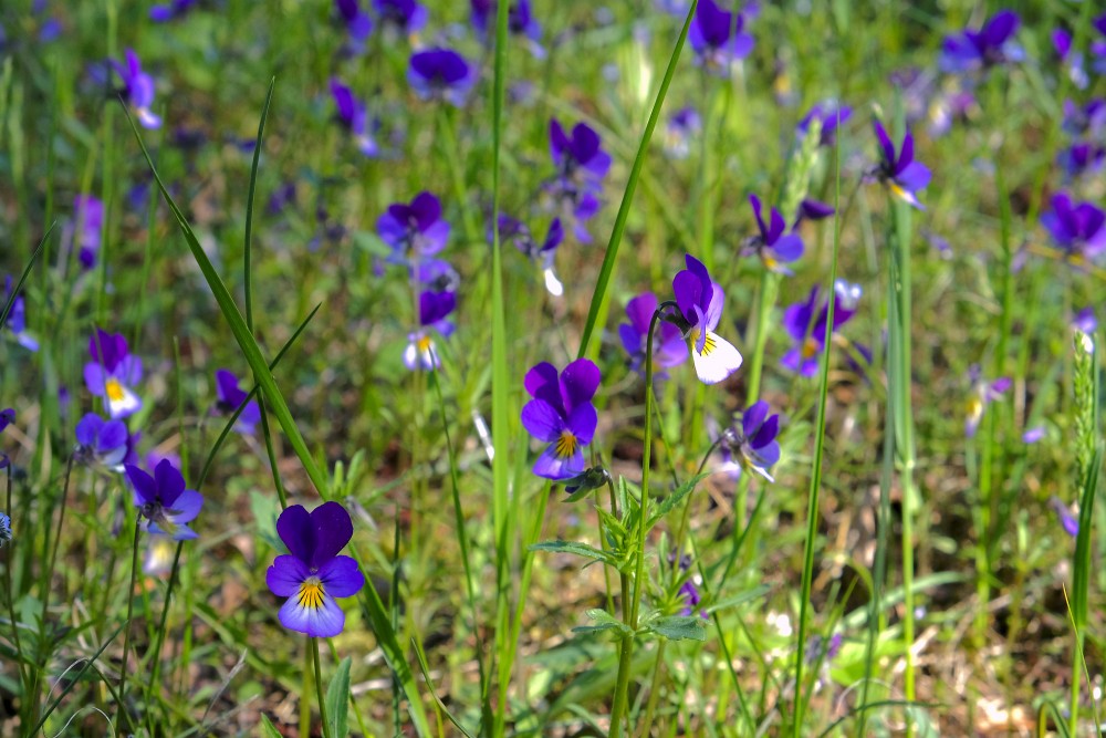 Trejkrāsu vijolīte (Viola tricolor)