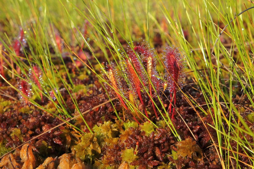 English Sundew