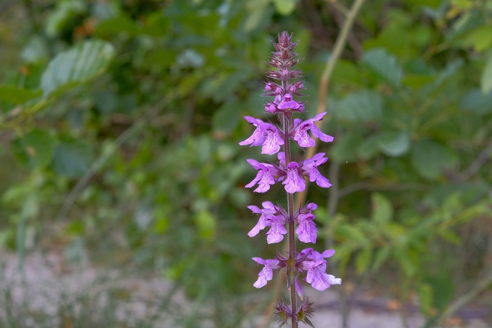 Marsh woundwort