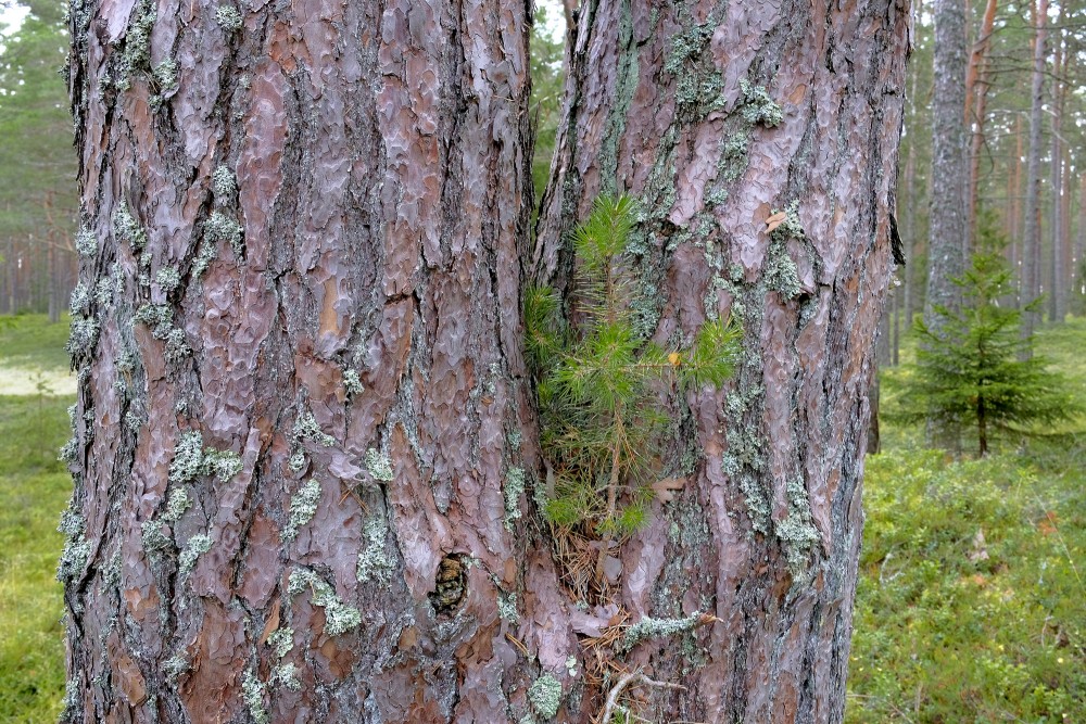 The Young Pine Shoot