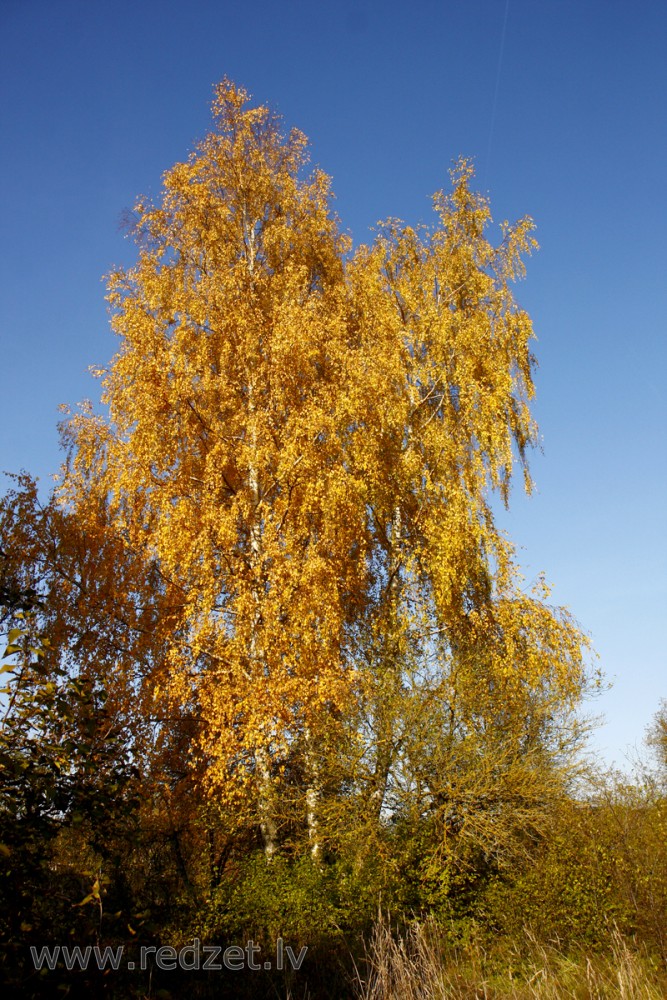 Bērzs (Betula)