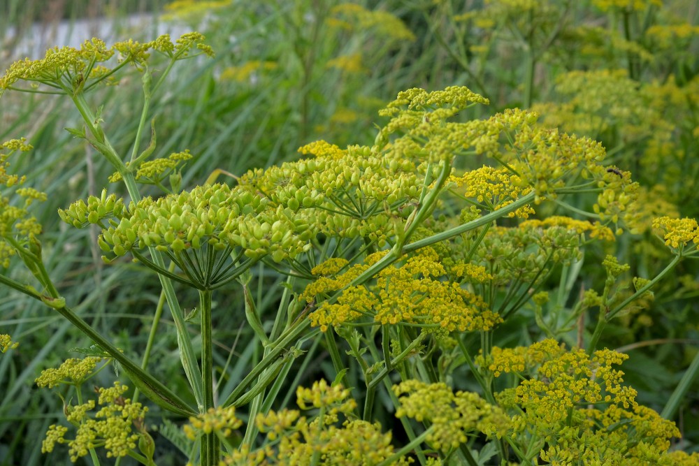 Parsnip (Pastinaca sativa)