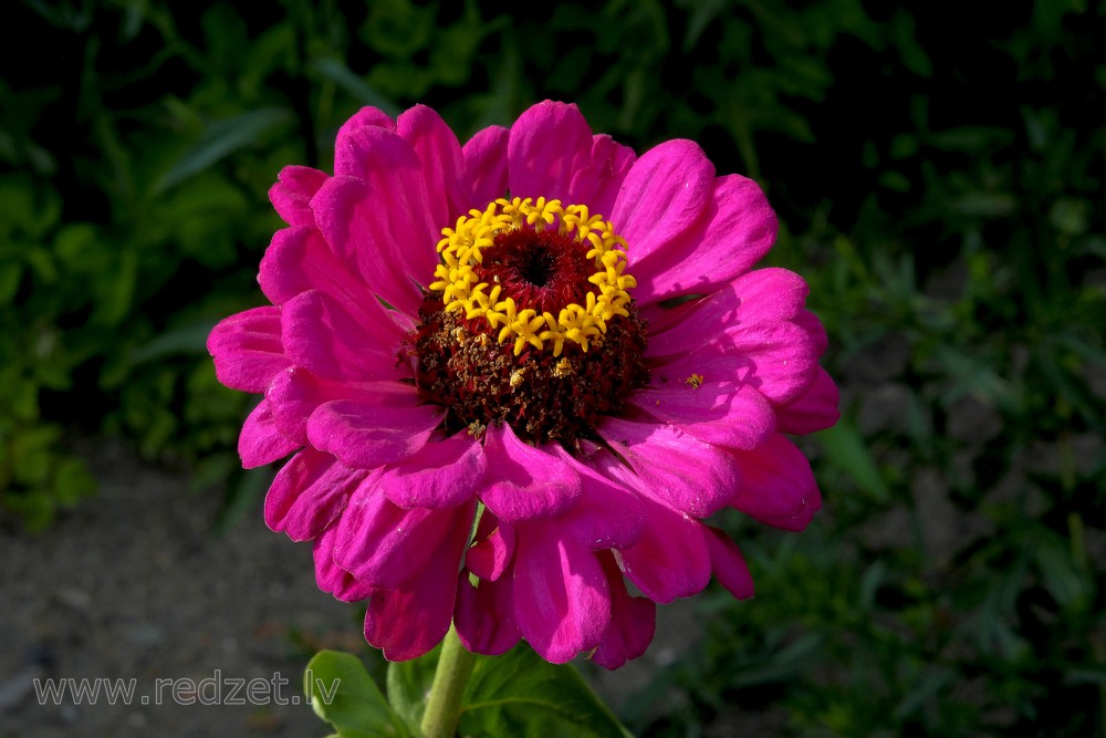 Common zinnia