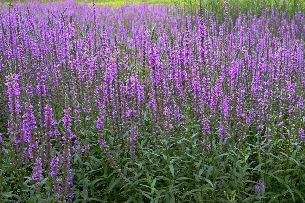 A Field of Purple loosestrife