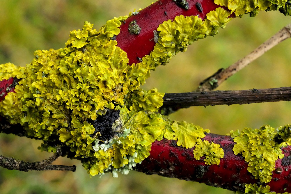 Common Orange Lichen on Branch of Dogwood