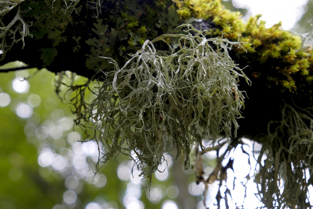 Strap Lichens