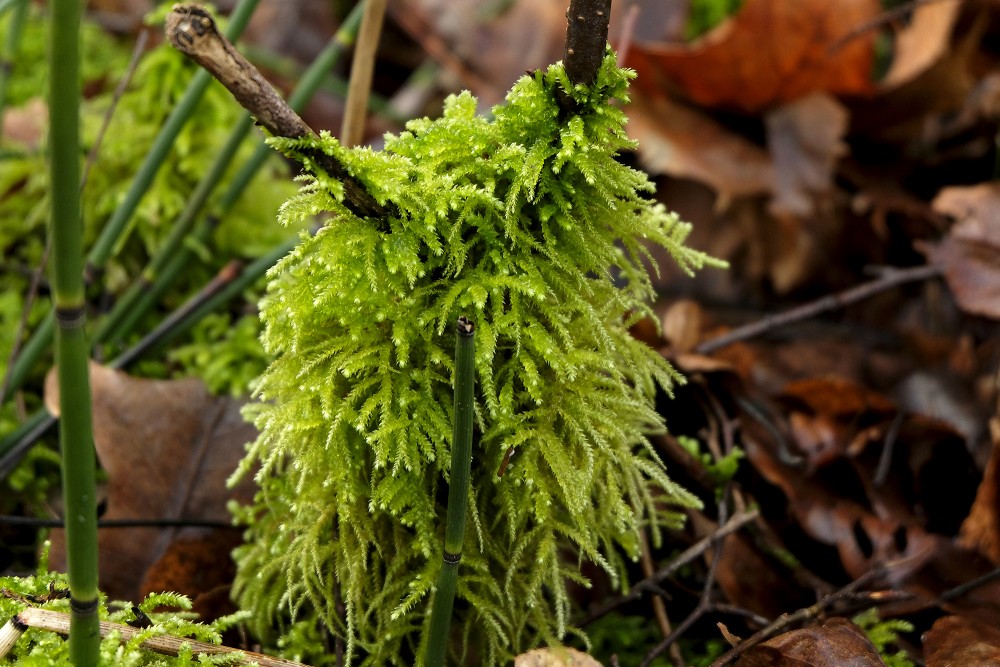 Blunt-leaved beaked moss, Eurhynchium angustirete