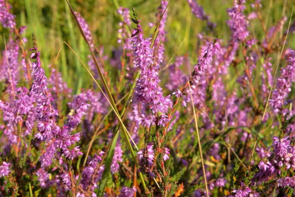 Flowering Heather
