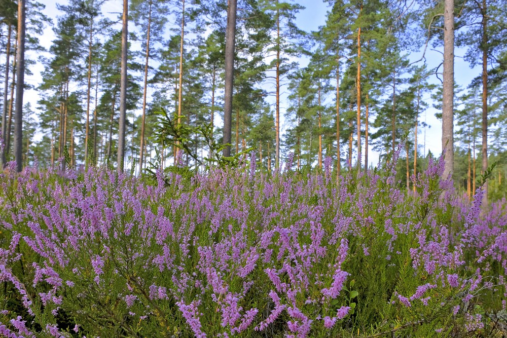 Heather in a Pine Forest