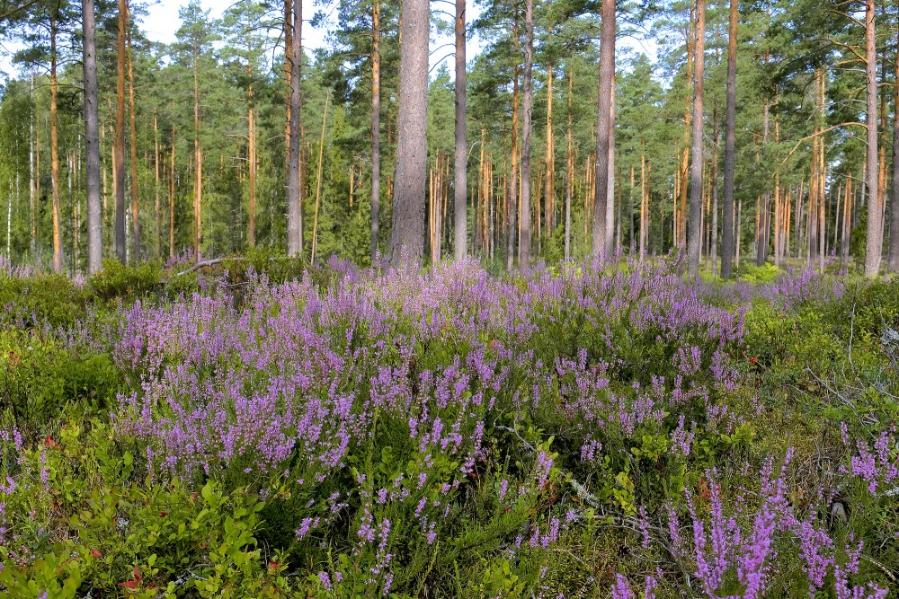 Heather in a Pine Forest