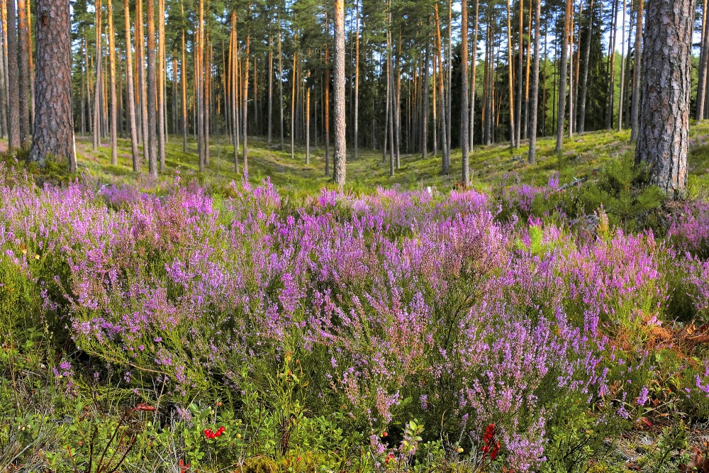 Sila virši priežu mežā