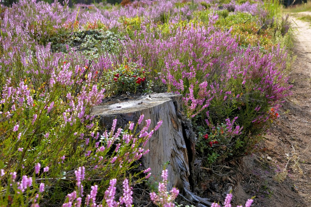 Tree stump, Lingonberry and Heather