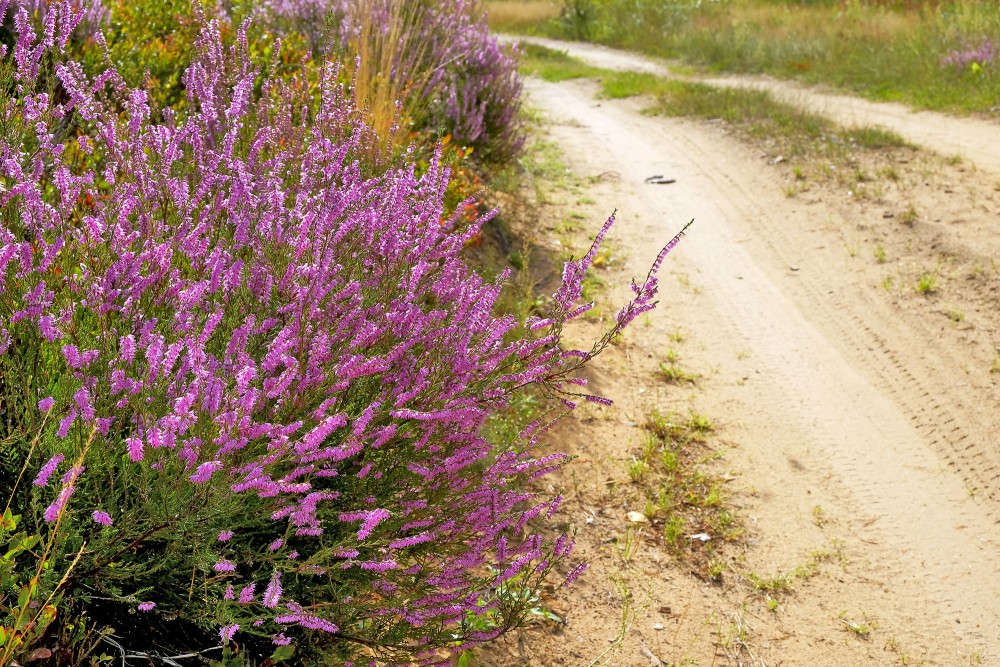 Sila virši meža ceļa malā