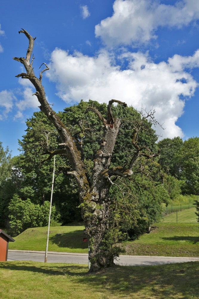 Kandavas meža bumbiere
