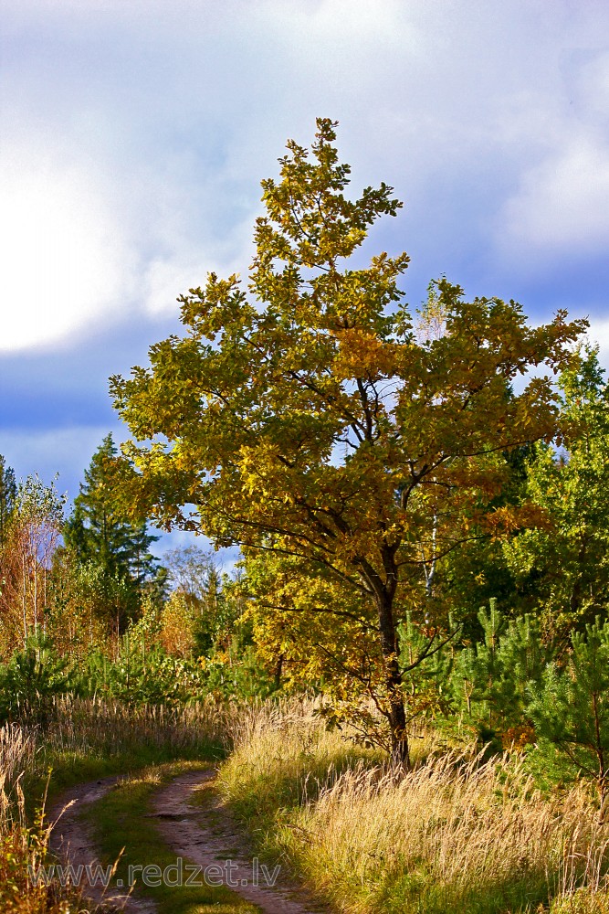 Young oak in autumn