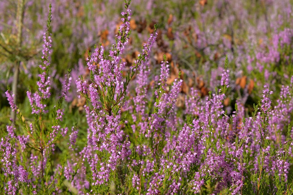 Close-up of Fowering Heather