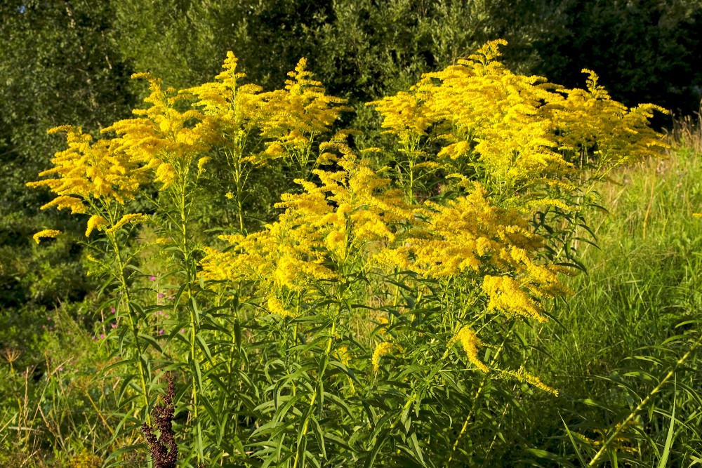 Canada goldenrod