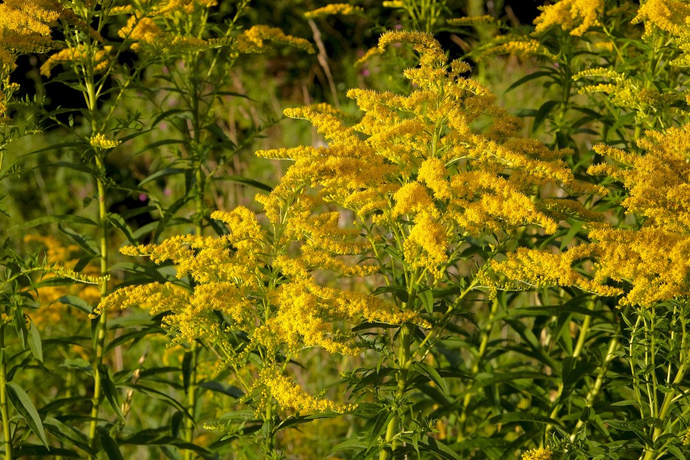 Canada goldenrod