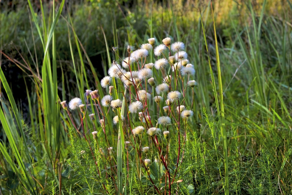 Pūkainītis jau noziedējis Pūkainītis jau noziedējis