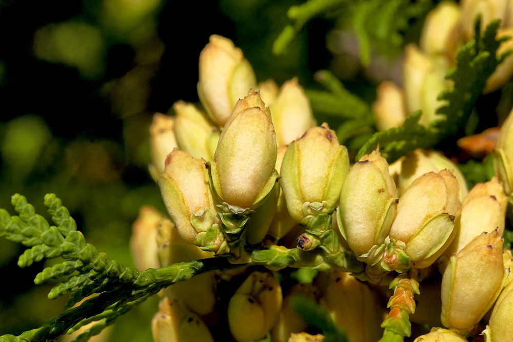 Thuja cones