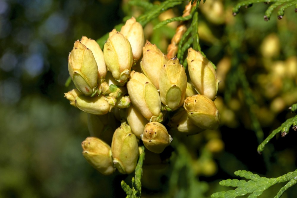 Thuja cones