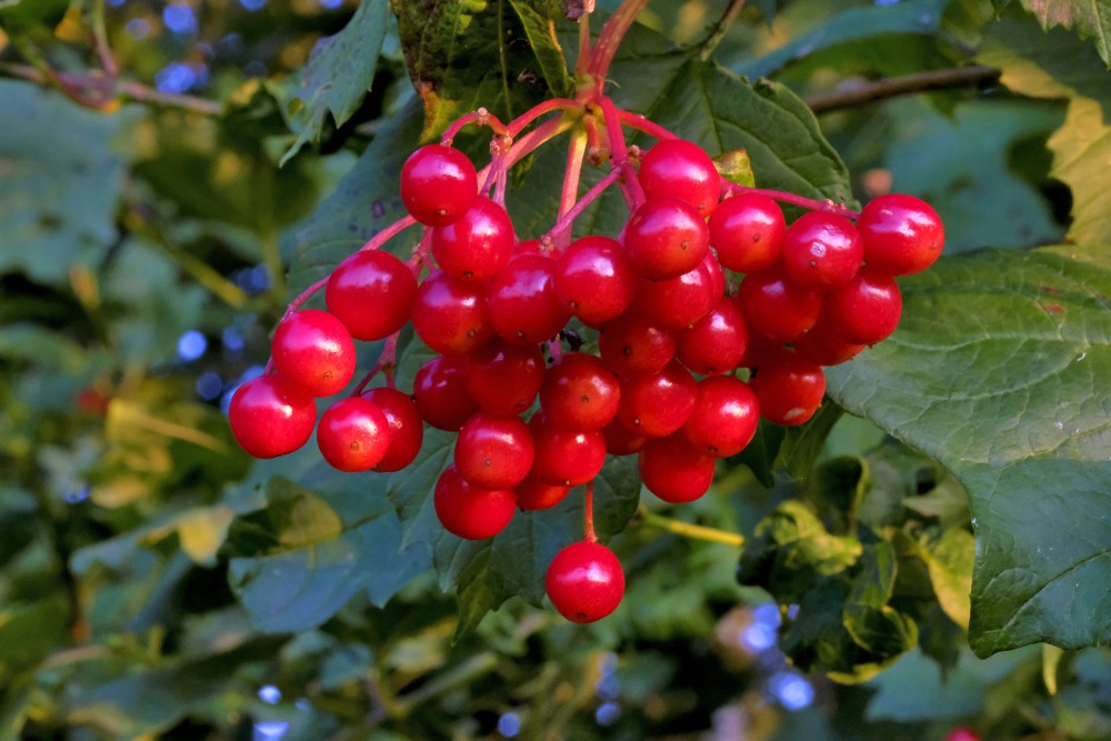 Parastās irbenes augļi