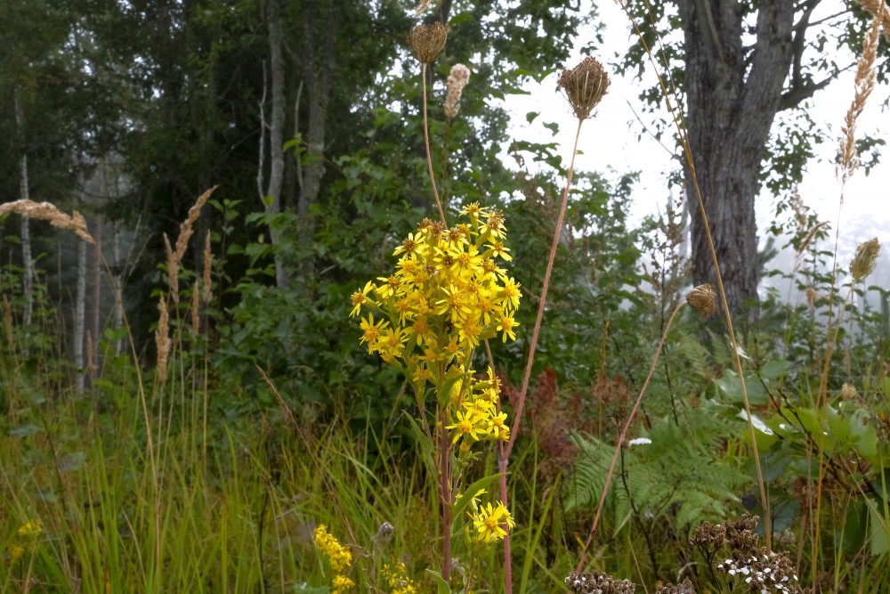 Dzeltenā zeltgalvīte mežmalā Dzeltenā zeltgalvīte mežmalā