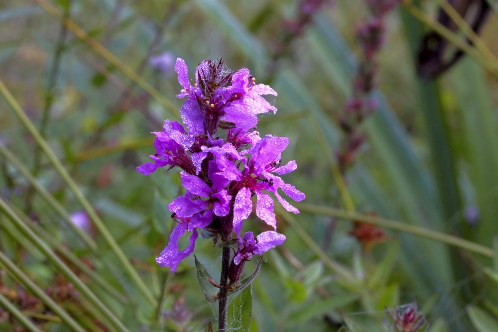 Purple Loosestrife