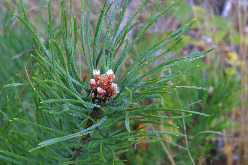 Pine Buds