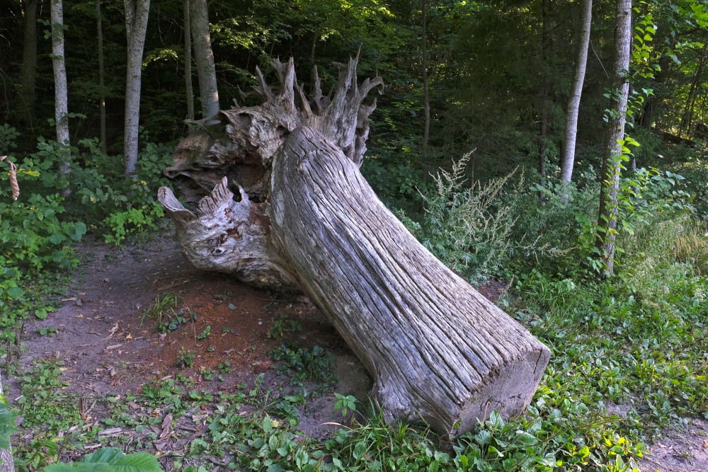 Dead Tree Trunk