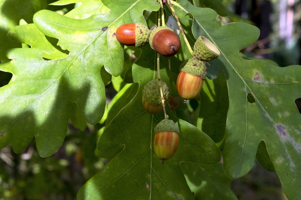 Acorn and Oak Leaves