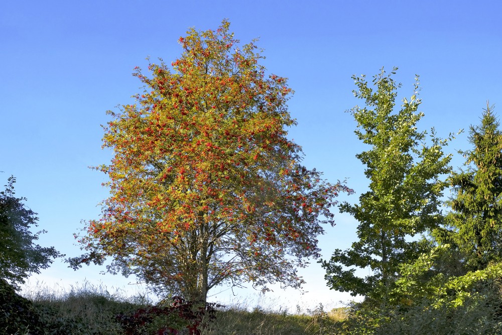 Parastais pīlādzis