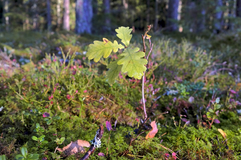 Young Oak Sapling in Mossy Forest